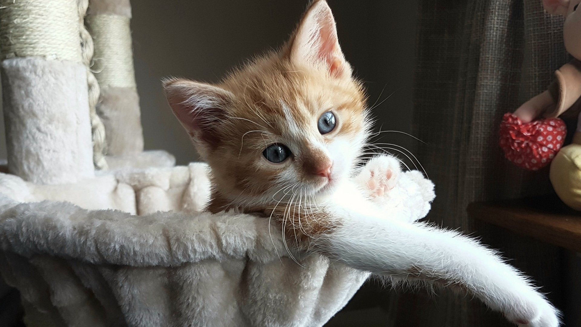 赛季最佳进球和助攻集锦,精彩不断,nba赛季最佳进球