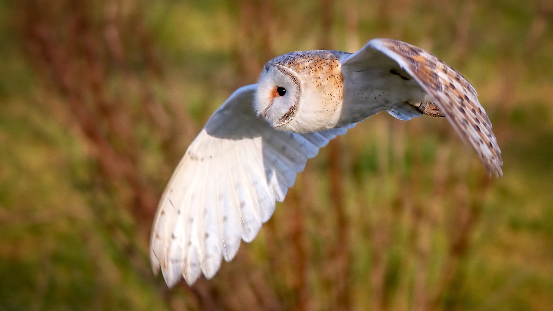 开云官网-运动员的“硬实力”到底有多强？，运动员的力量有多大