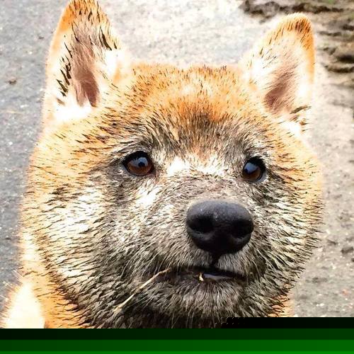 车迷热情：全球F1直播风潮，f1赛车直播全程回放