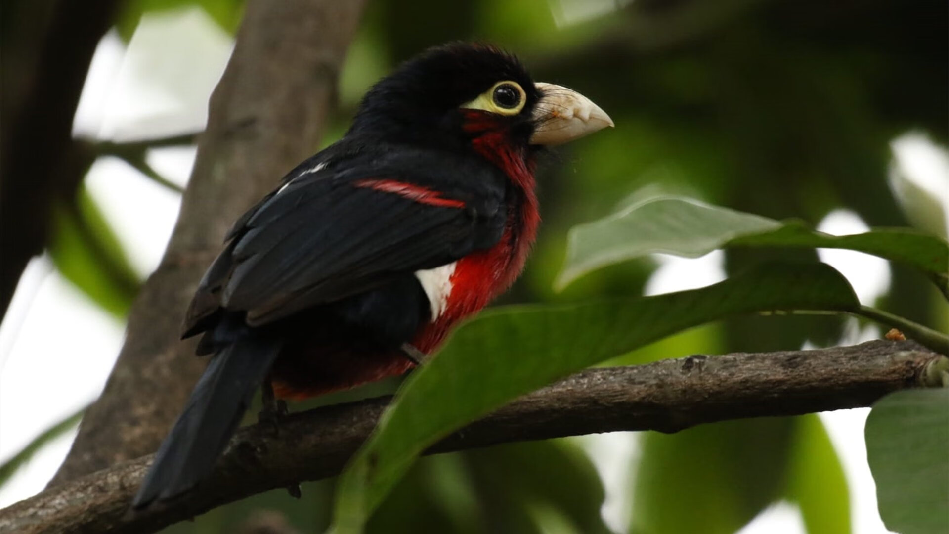 中国篮球文化传播路径,中国篮球传统学校