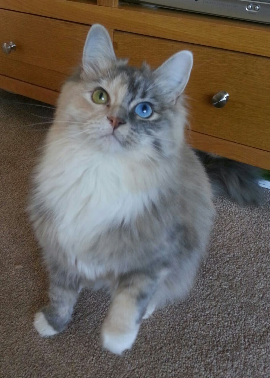 利物浦欲击败沃特福德,冲刺领先位置,利物浦vs沃特福德视频直播