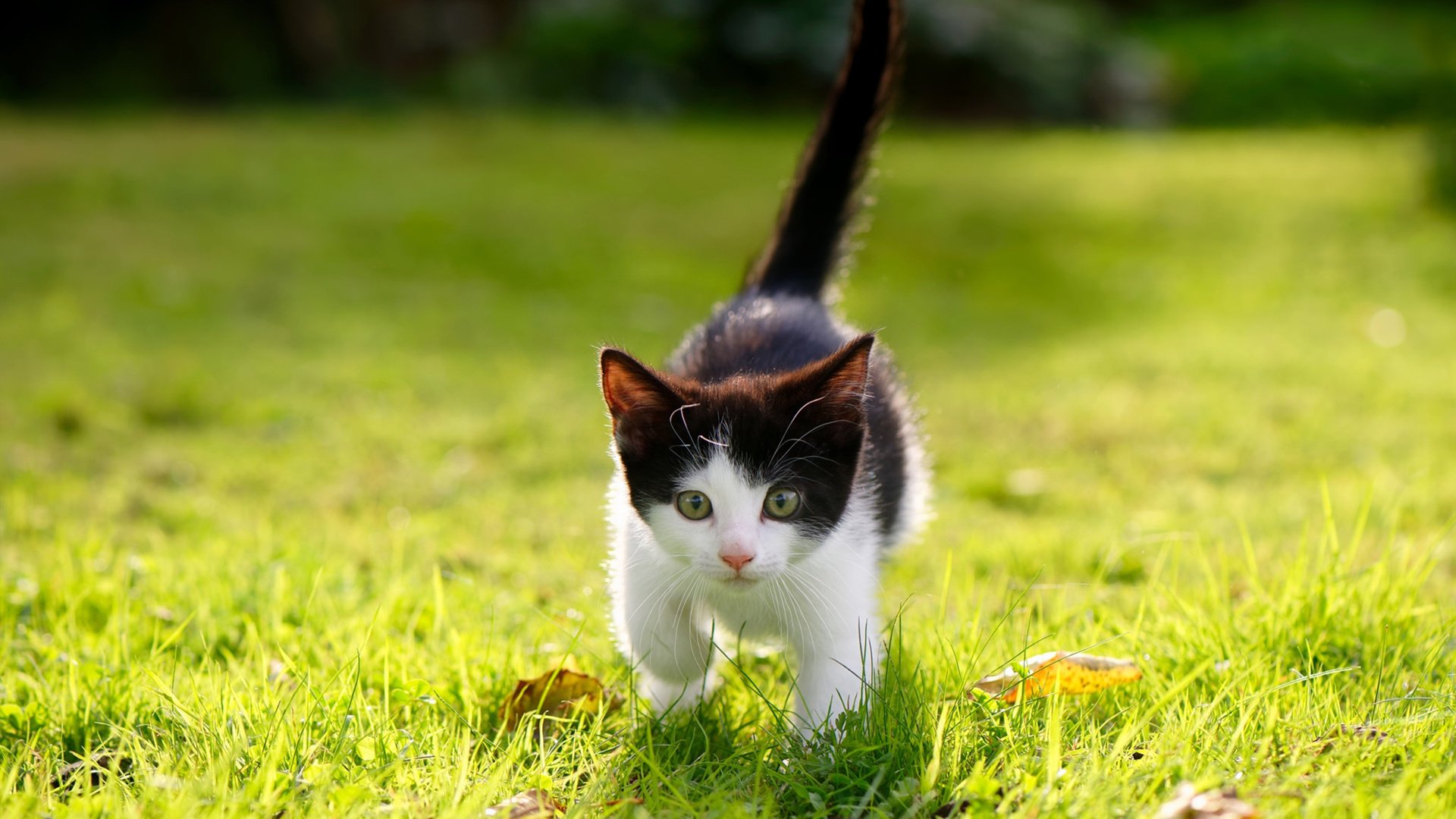 南安普顿客场挑战里奇,鹿岛鹿角抗衡之战,南安普顿9_0