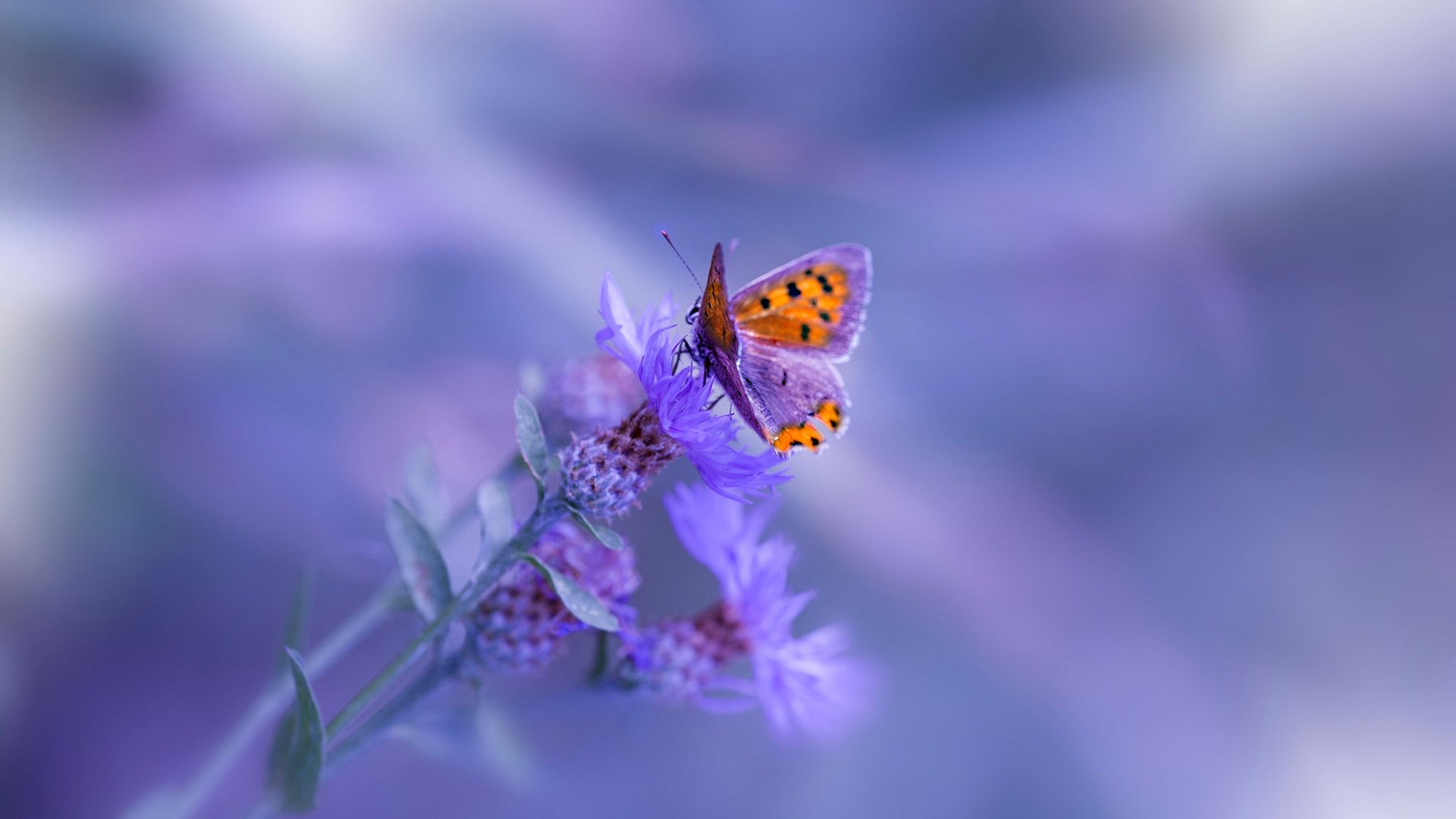 四川金强团队协作日渐成熟，四川金强总经理