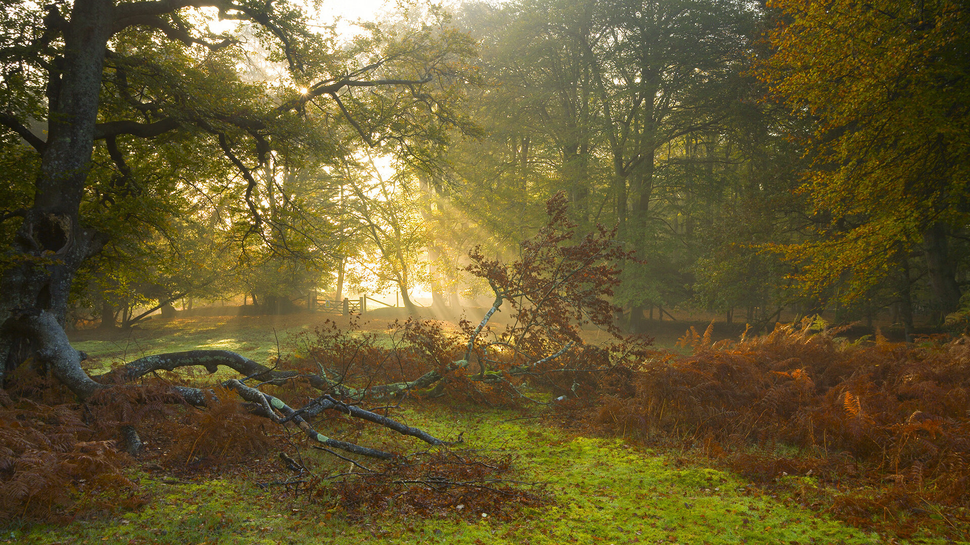 山东鲁能泰山队主场不敌深圳佳兆业，鲁能泰山vs深圳佳兆业