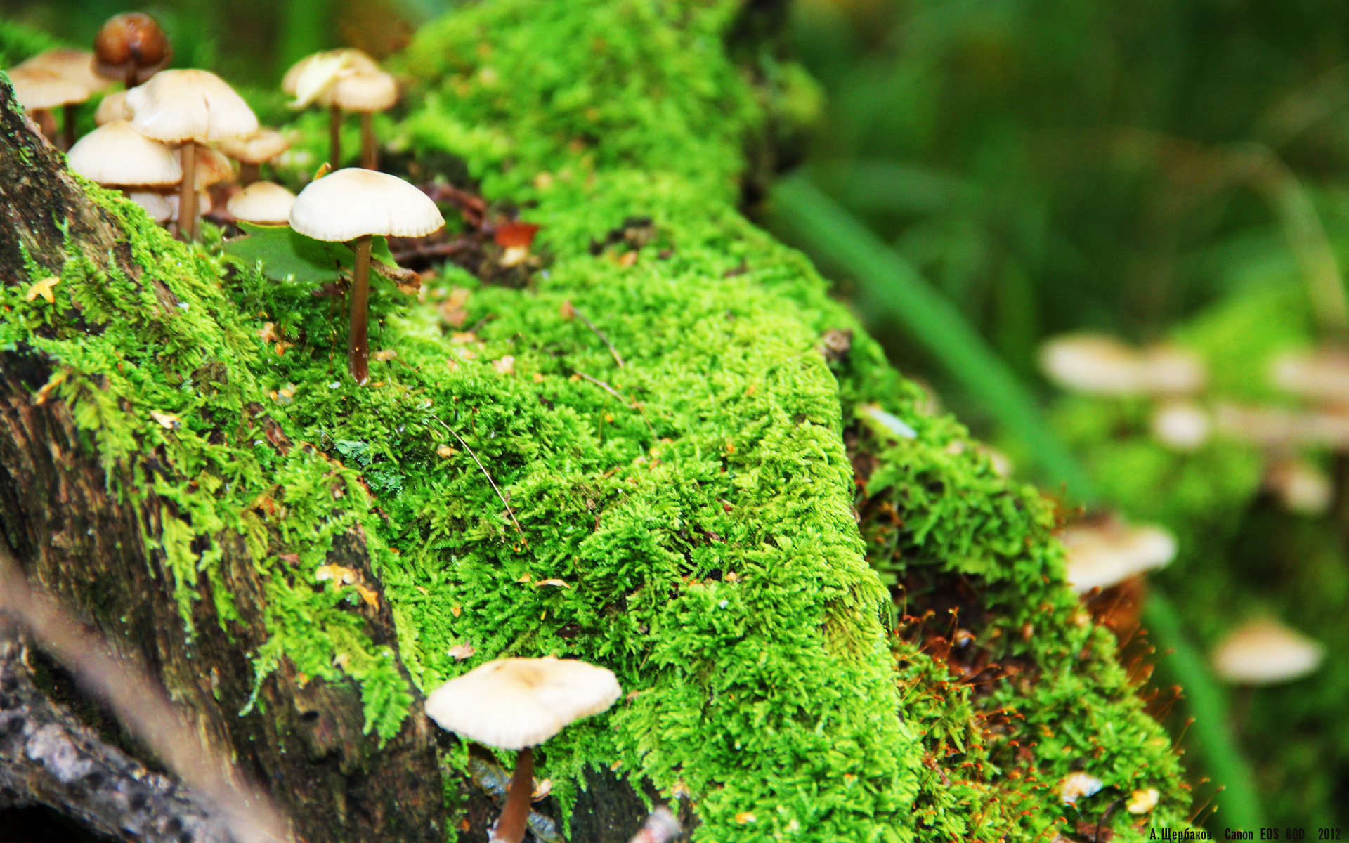 巴黎圣日耳曼连胜迈进冠军道路,实力无可匹敌,巴黎圣日耳曼联赛几连冠