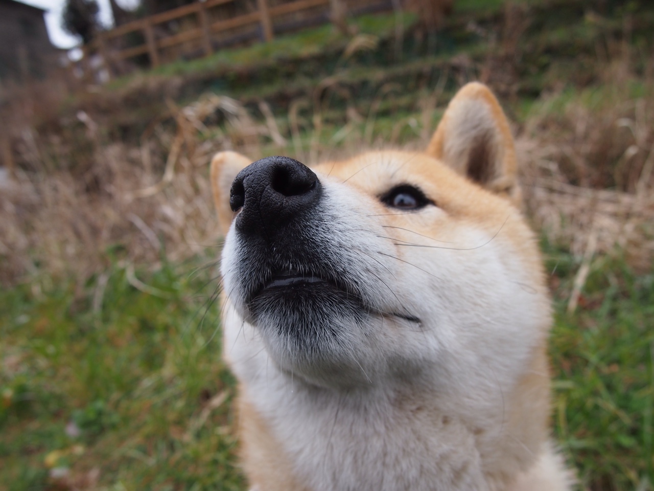 开云网页版-曼斯菲尔德锋线持续发力，野马军团全力冲刺，曼斯菲尔德传