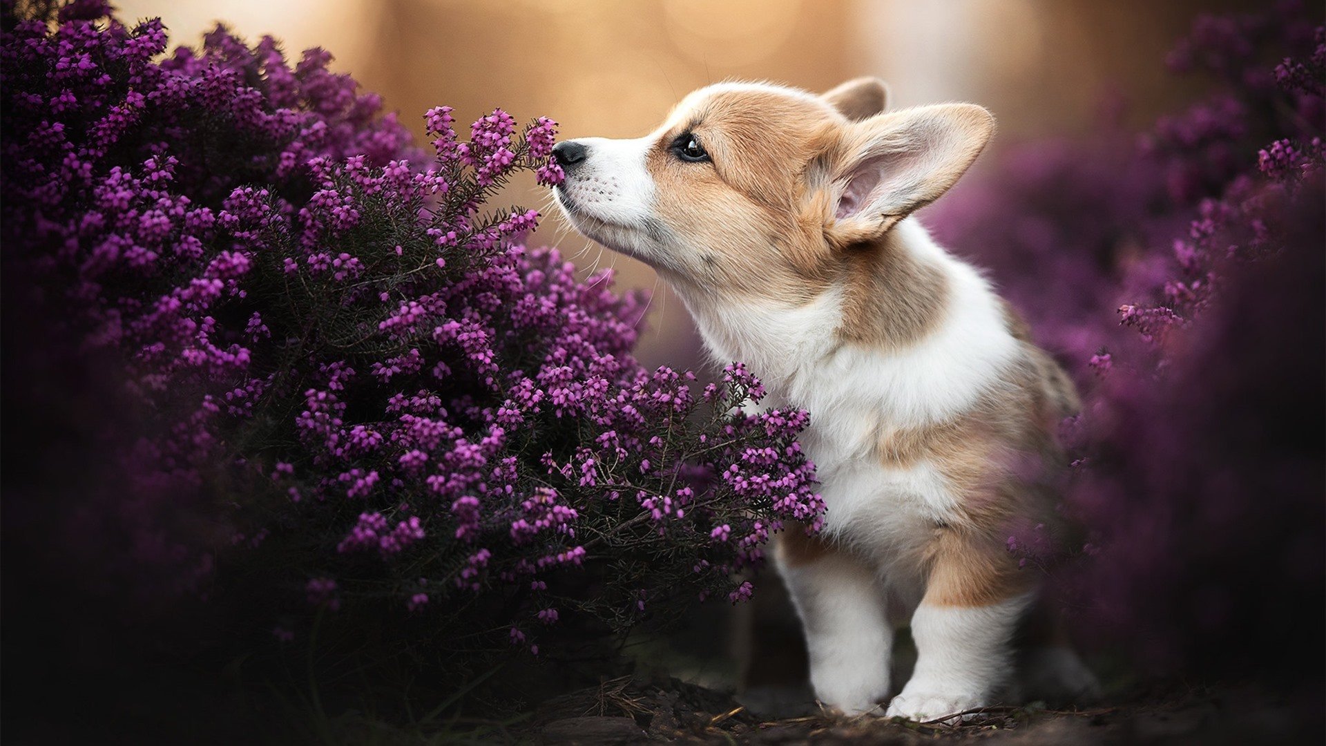 普拉提教练认证体系建设加速,行业标准逐步完善,普拉提教练技能培训
