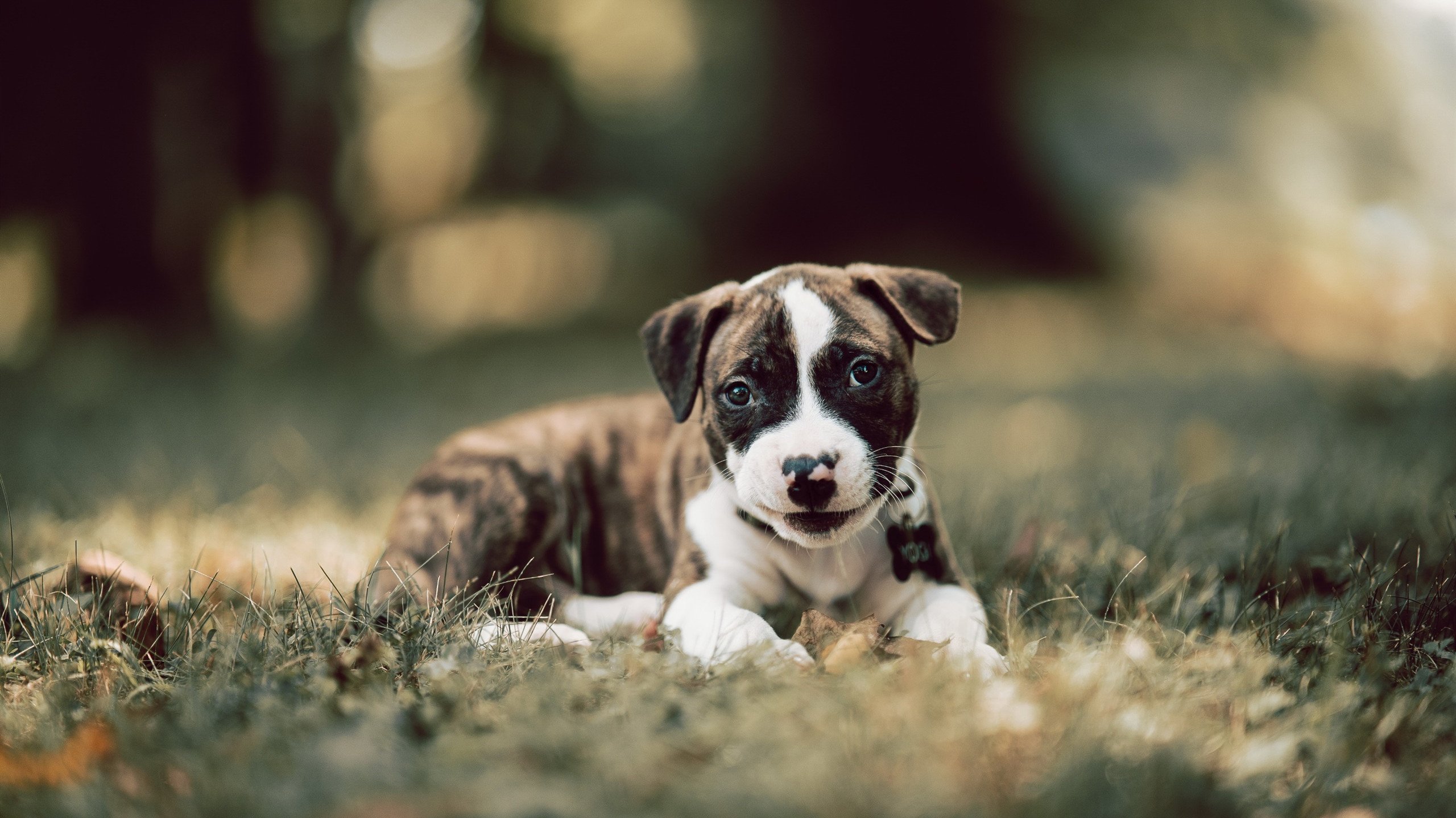 欧锦赛预选赛展开寻找黑马，强队集中角逐，欧锦赛预选赛2020积分榜