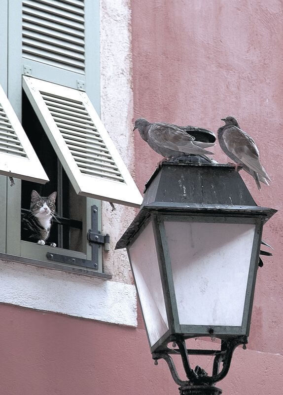 沃尔夫斯堡狼队独领风骚,壮志豪情再续辉煌,沃尔夫斯堡球迷