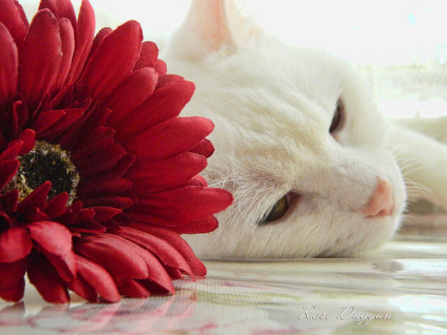 河床关键比赛展现韧性,河床夺冠