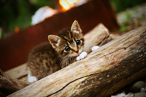 葡萄牙体育锋线表现持续火热,葡萄牙体育比赛