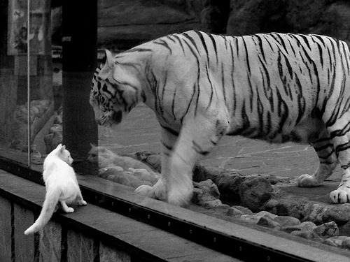 西甲裁判语言模型提升多语言环境下判罚效率,西甲裁判服装