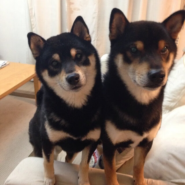 加拿大队赛制透视：如何在赛制中提升每一位球员的表现，加拿大队队员