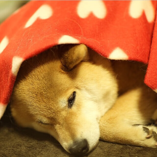 KAIYUN 中国大陆-校园足球缺乏从兴趣转职业的转化模式，校园足球发展前景