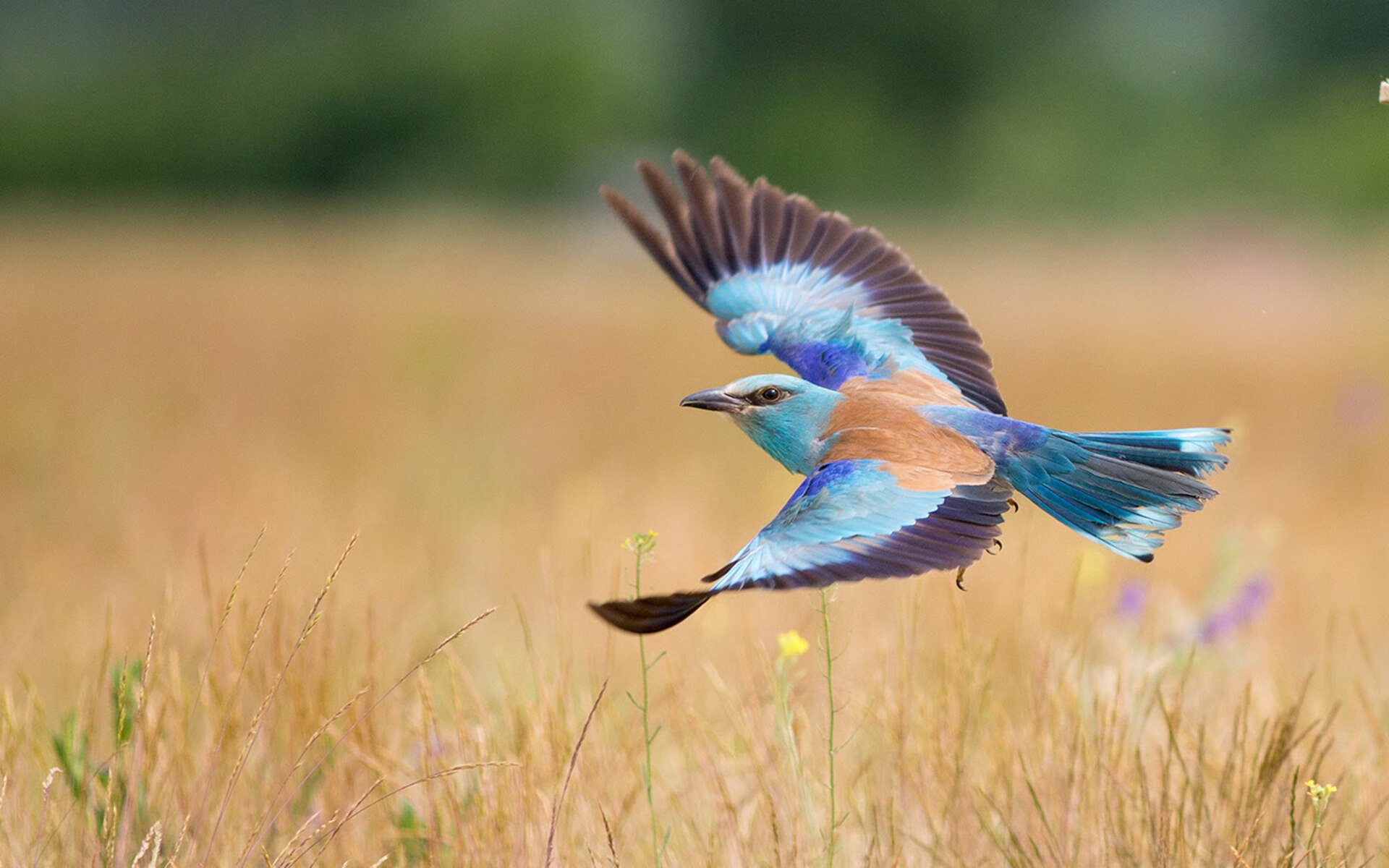 都灵主场发挥稳定持续累积积分，都灵队主场
