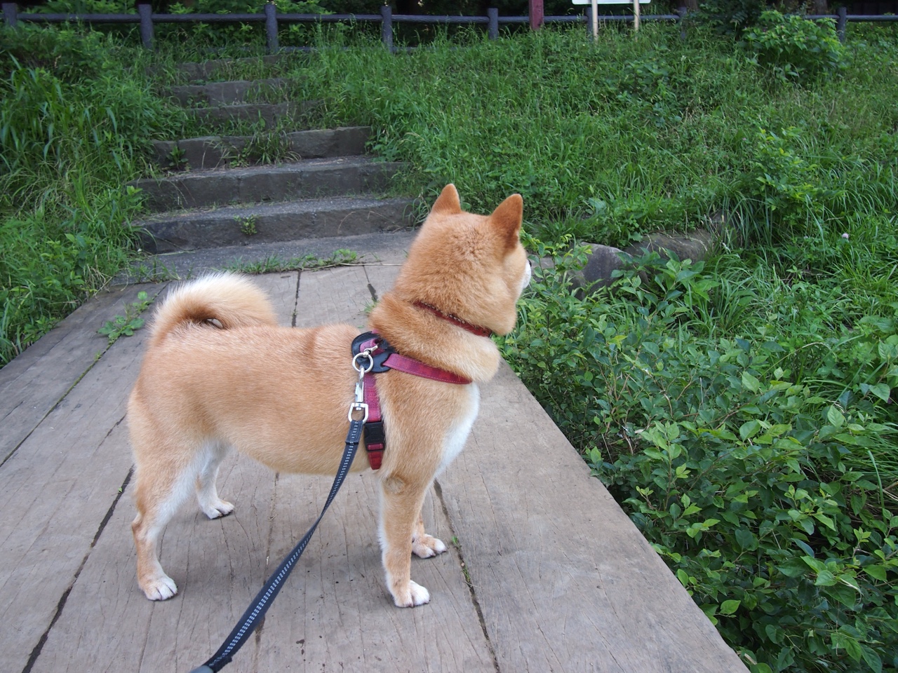 开云全站-体育新闻中心伤退背后真相，体育新闻(全程回放)