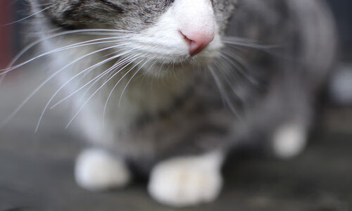 女子足球注重身体对抗训练提升整体抗压水平，女子足球运动