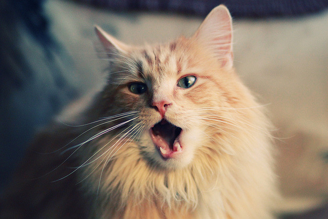 希腊男篮在欧洲锦标赛中再次夺冠，续写王者荣耀，希腊男篮世锦赛冠军