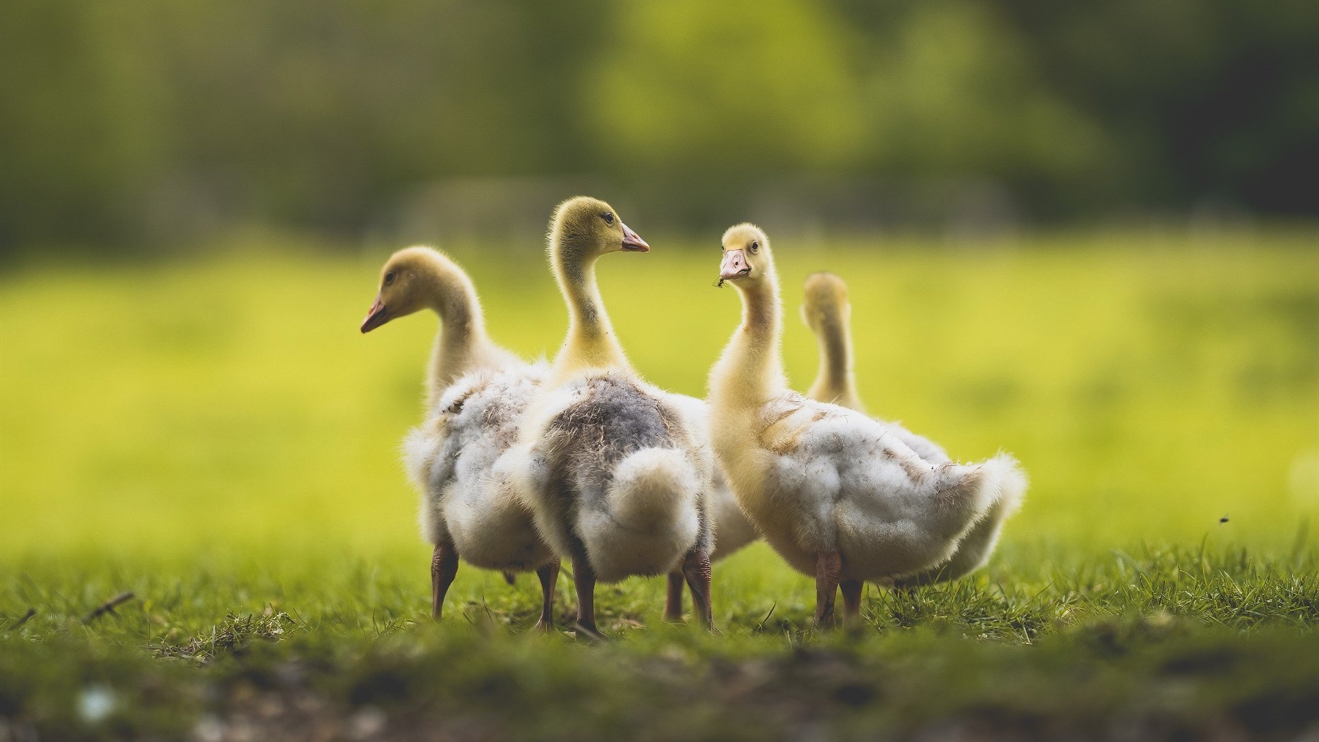 开云体育网页版入口-球员家庭日暖心活动，促进俱乐部与球迷关系，球员家属